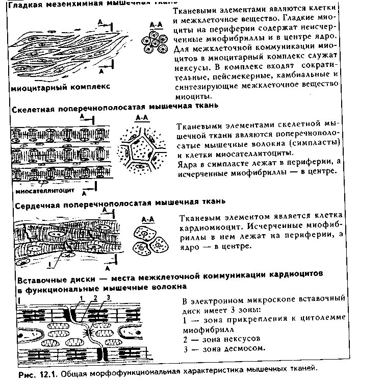 Гистогенез мышечной ткани