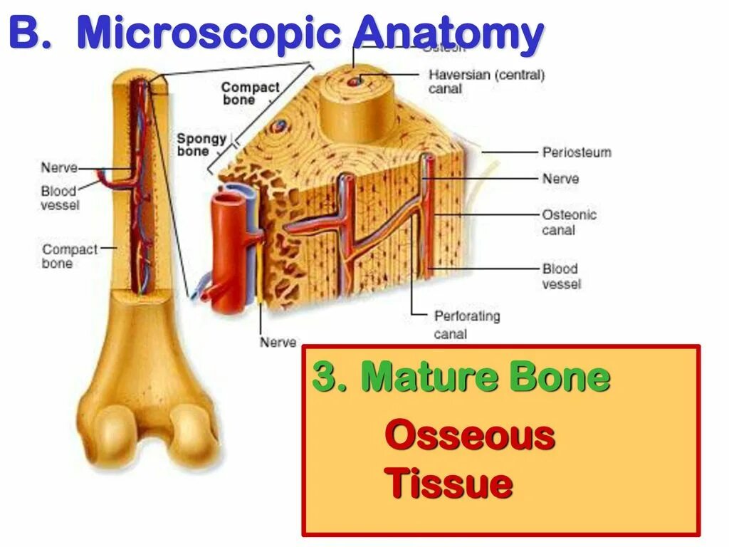 Кровь кости на русском языке. Анатомия fat Skin Bone. Bone Tissue. Spongy Bone.