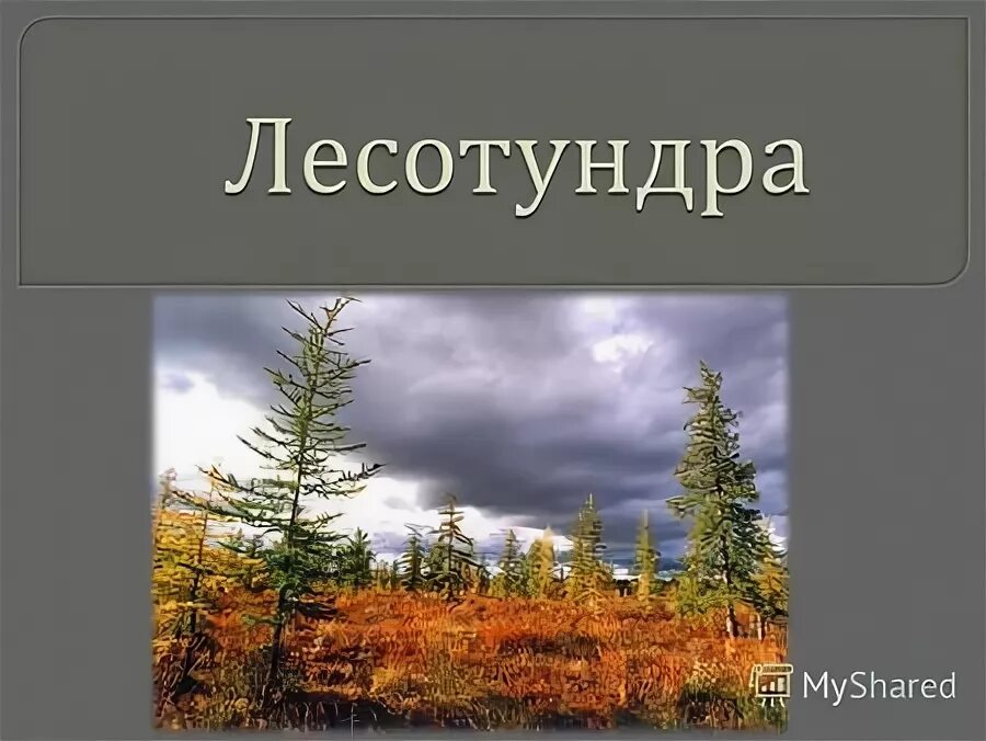 Почвы лесотундры в России. Между тайгой и тундрой. Растительный мир Северо Восточной Сибири. Животный мир Северо Восточной Сибири. Северо восточная сибирь черты природы