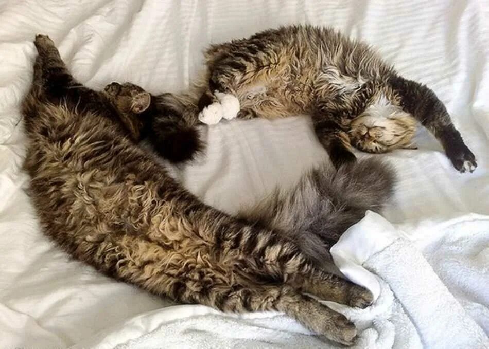 Приснилось много кошек. Кошка спит. Позы спящих котов. Кошка спит позы. Два смешных кота спят.