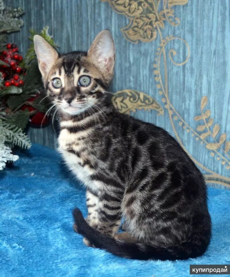Рыжий бенгальский кот. Котята ростов на дону. Бенгальский кот. Бенгальская кошка розетка на золоте. Бенгальская кошка ростов.