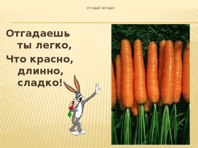 Морковь длинная красная. Красный длинный 21 ответ. Закатка красный длинный 21. Красный длинный 21-й ответ на загадку. Ответ на загадку красненькая