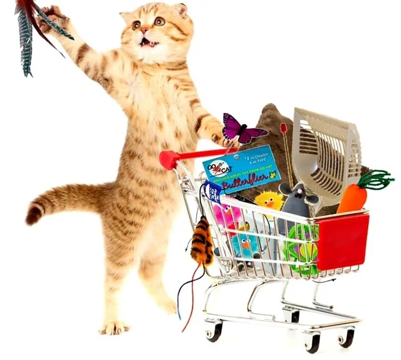Shopping is fun. Товары для животных. Кошка шоппинг. Кот с тележкой. Кот шопоголик.