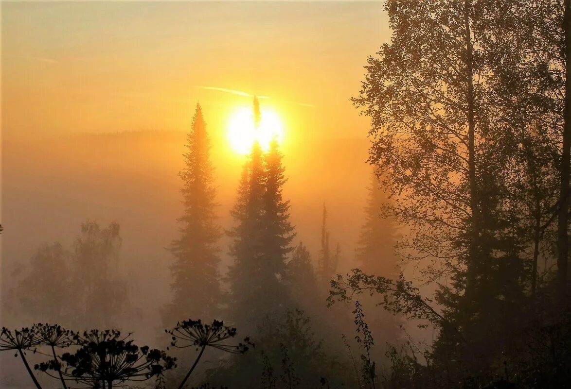 Стояло раннее утро солнце освещало верхушки. Рассвет в лесу. "Солнце в лесу". Туманный рассвет в лесу. Утро в лесу.