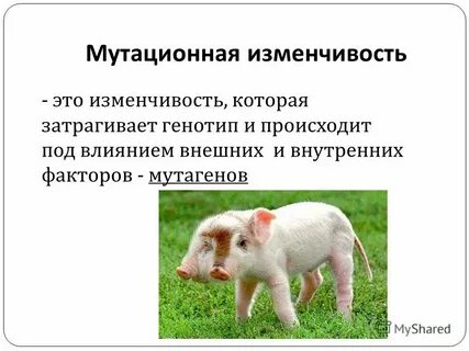 Мутационная изменчивость это в биологии