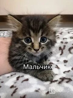 Котята серпухов