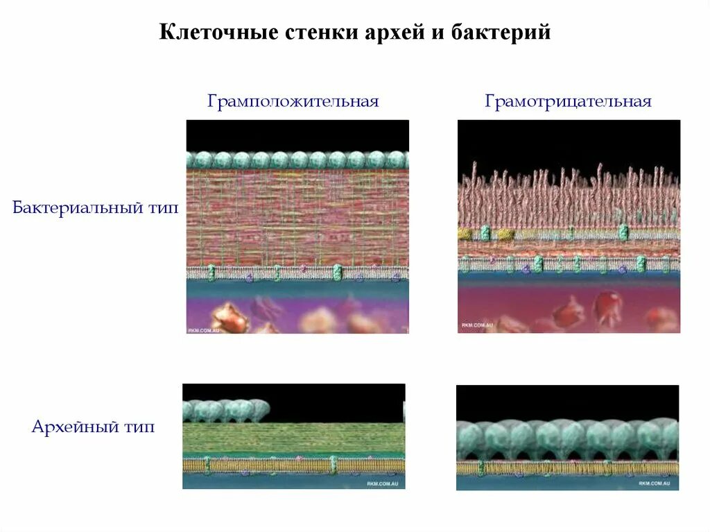 Строение стенки бактерий. Строение клеточной стенки архебактерий. Строение клеточной стенки Архей. Строения клеточной стенки Архей и бактерий. Клеточная стенка окраска