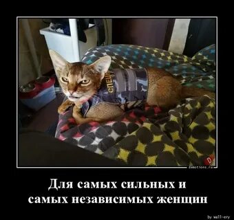 Спец кот