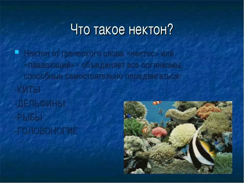 Презентация жизнь в океане 6 класс