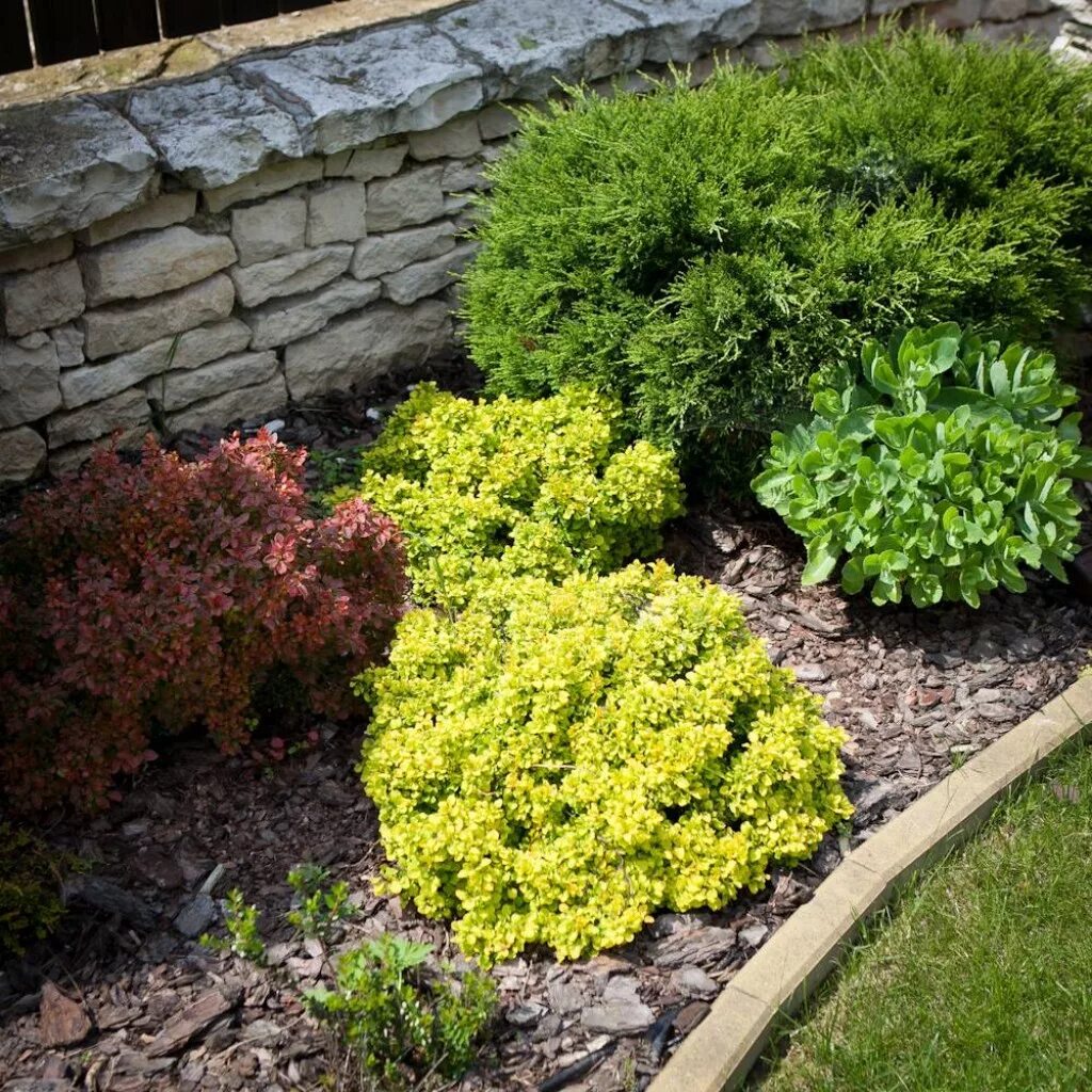 туя западная даника ауреа. тимьян ползучий мэджик карпет. криптомерия японская globosa nana.