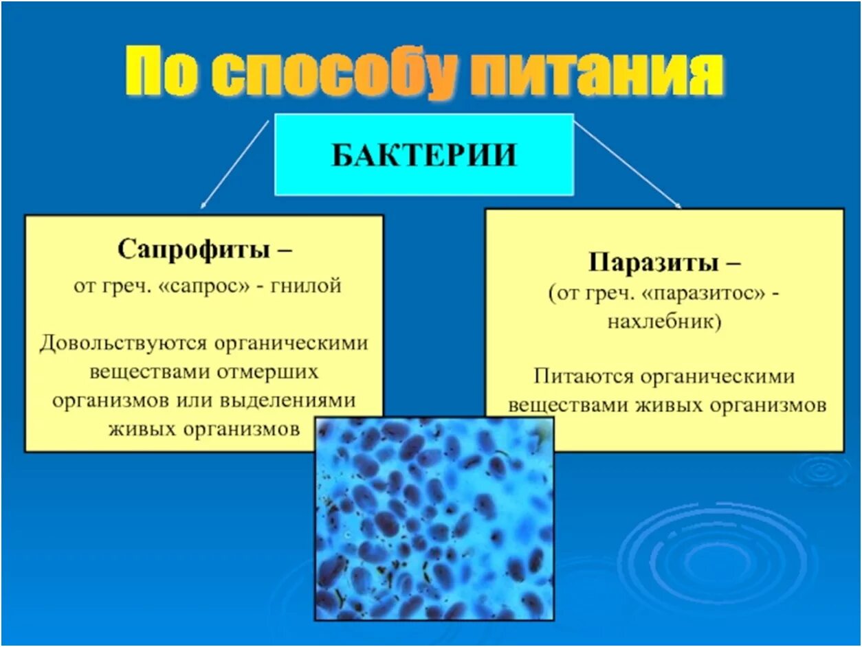 Простейшие вызывают воды