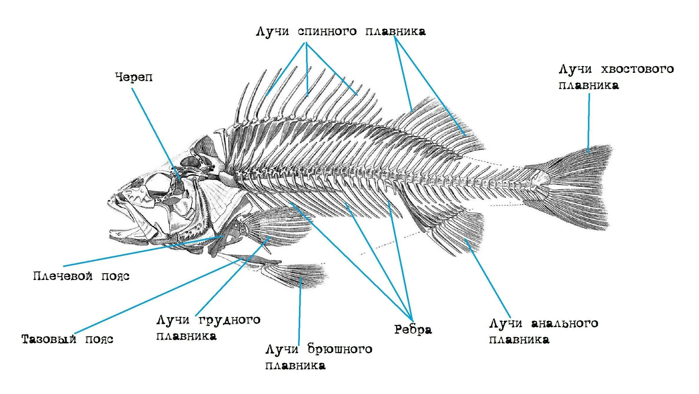 Опорно-двигательная система рыб позвонки. Скелет костной рыбы схема. Строение опорно двигательной системы у рыб. Опорно двигательная система наружный скелет рыбы. Позвоночник неподвижно соединен с черепом у рыб