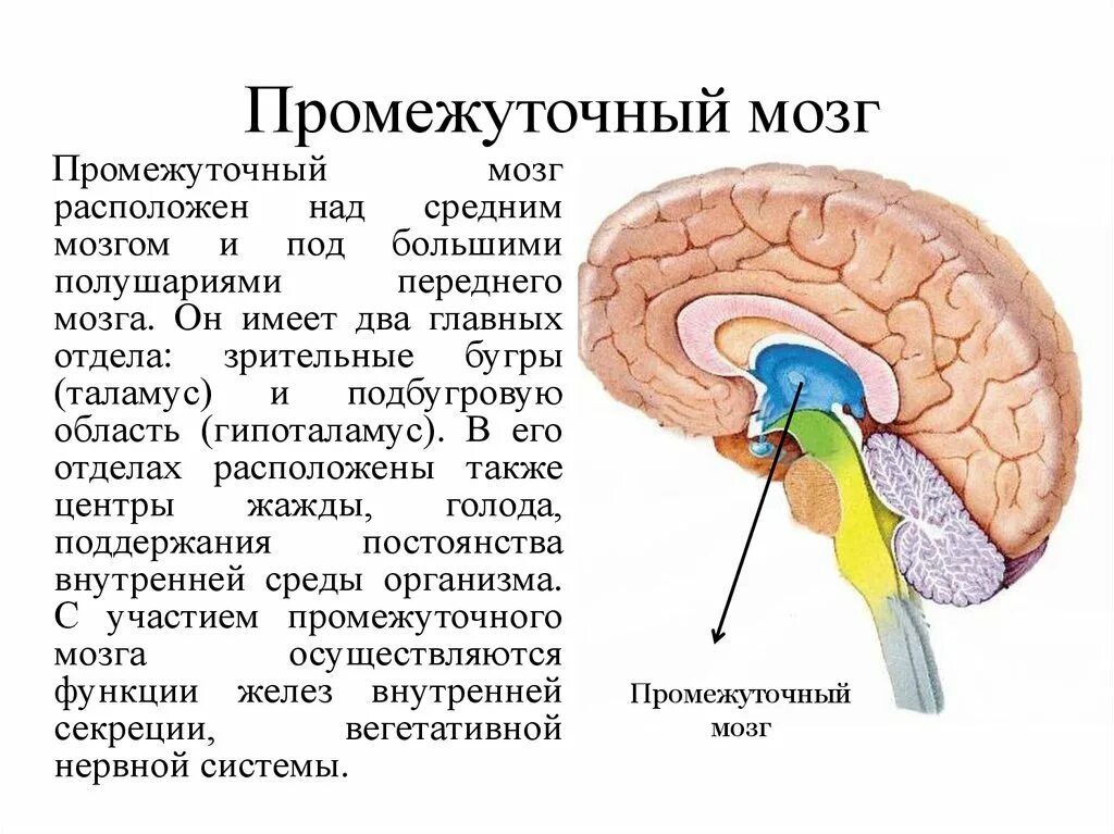 Функция промежуточного мозга дыхание температура тела. Структуры серого вещества промежуточного мозга. Таламическая область промежуточного мозга. Промежуточный мозг таламус задний мозг. Перечислите отделы промежуточного мозга.