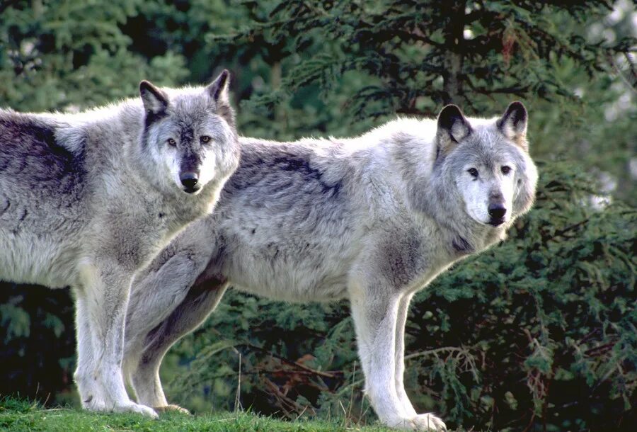 Обитатели северной америки. Волк Северной Америки. Североамериканский волк. Волк в Америке.