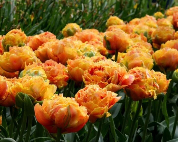 Тюльпан триумф Барселона (Tulip Barcelona) - описание сорта, фото, саженцы, поса