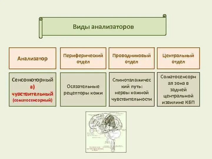 Выберите название отделов анализатора. Периферический отдел соматосенсорного анализатора. Чувствительный анализатор периферический отдел. Сенсомоторный анализатор периферический отдел. Анализатор периферический отдел проводниковый отдел Центральный.