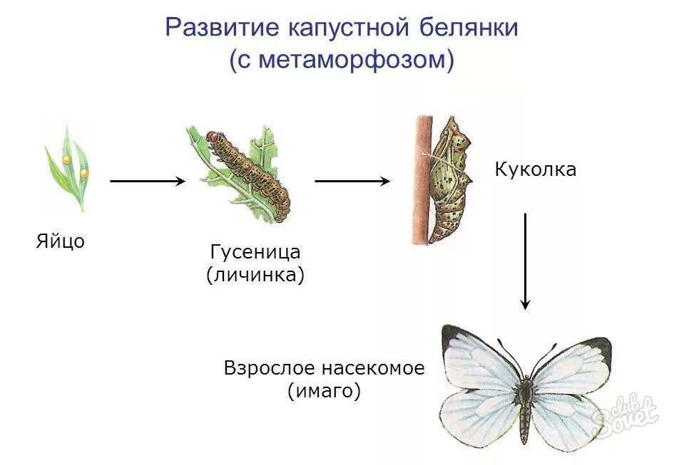 Размножение с метаморфозом