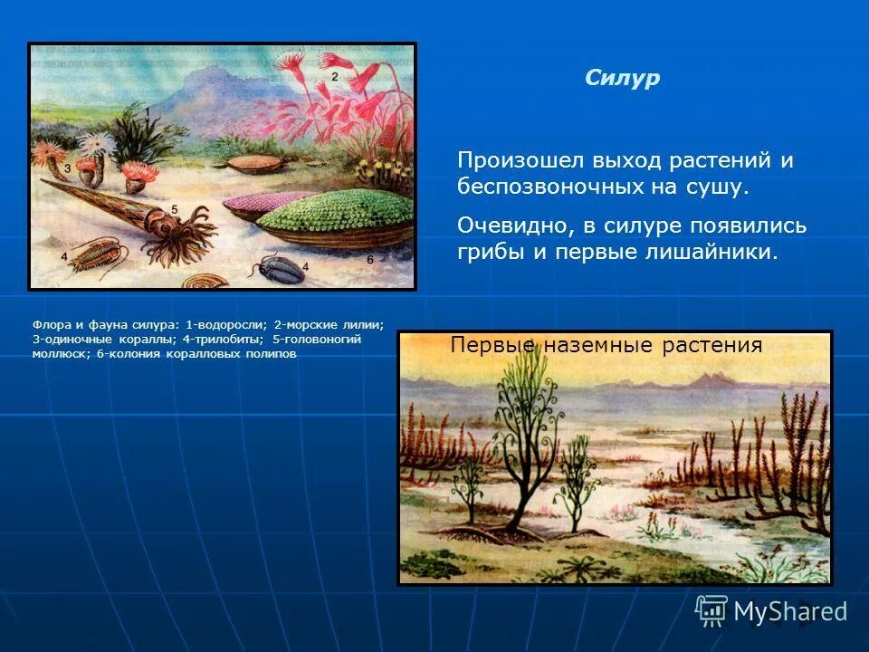 Силурийский период палеозойской эры. Палеозойская эра ордовик. Среда обитания беспозвоночных. Кембрийский период палеозойской эры. Силурийский период палеозойской эры растения.