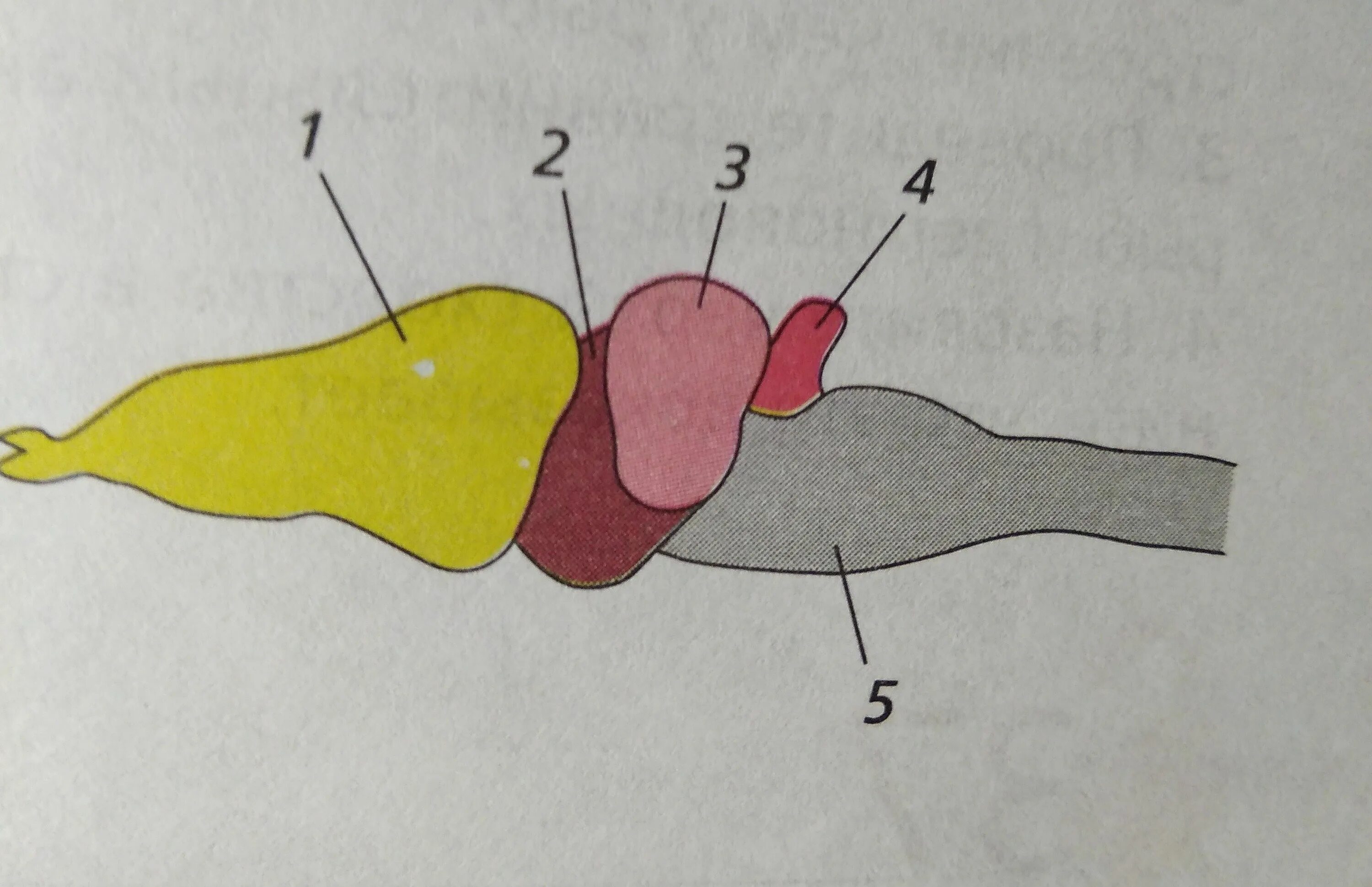 Головной мозг лягушки строение и функции. Головной мозг земноводных. Строение головного мозга зе. Схема головного мозга земноводных. Головной мозг земноводных.