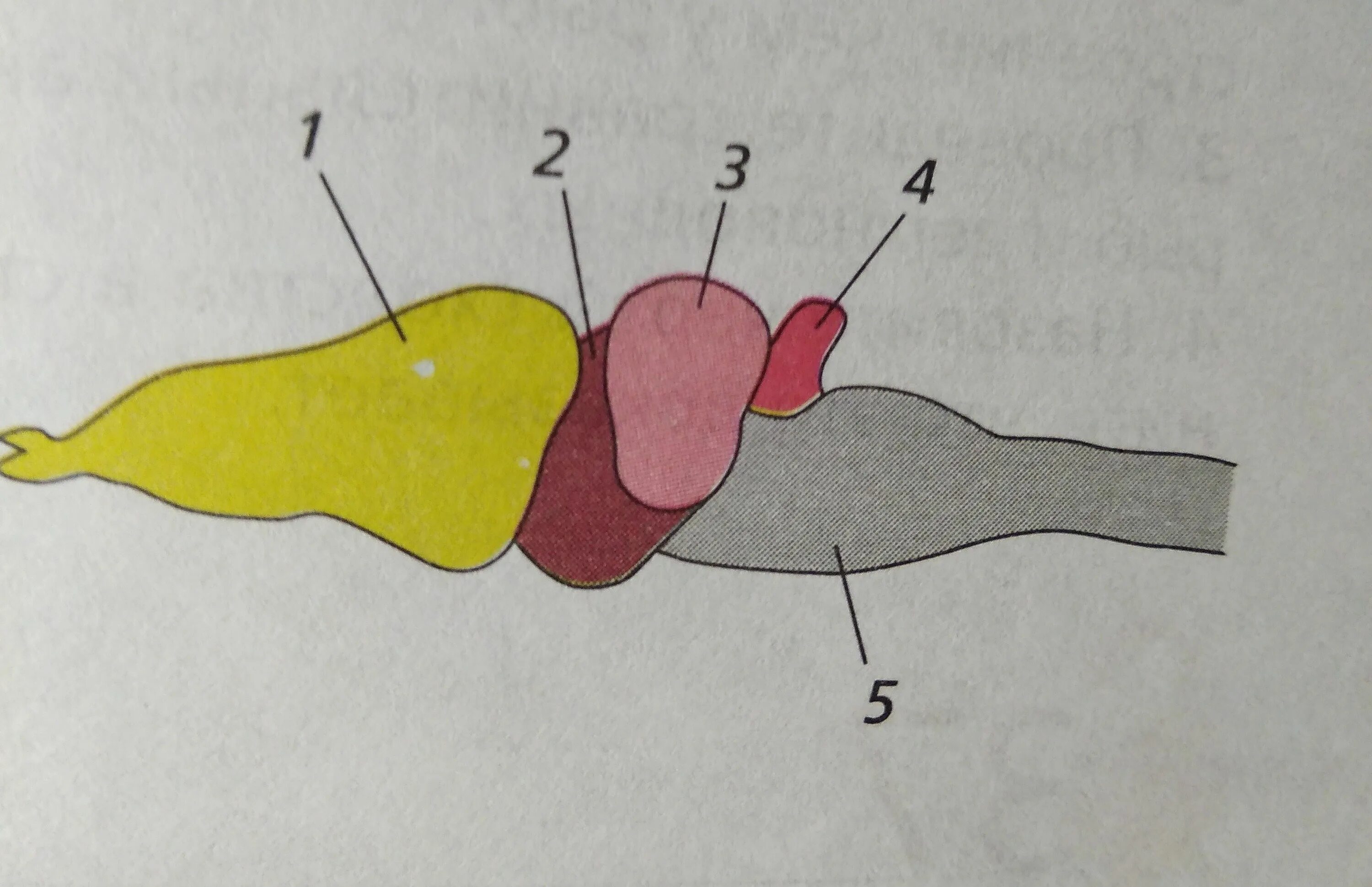Схема строения головного мозга земноводных. Головной мозг амфибии (лягушки. Строение головного мозга лягушки. Головной мозг земноводных без подписей. Какое строение головного мозга рыб