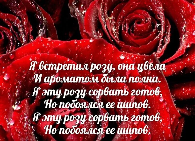 Текст розочка. Я встретил розу. Стих про розу. Я встретил розу она цвела. Я встретил розу она.