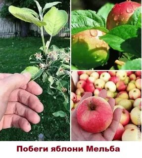 На какой год плодоносит яблоня мельба