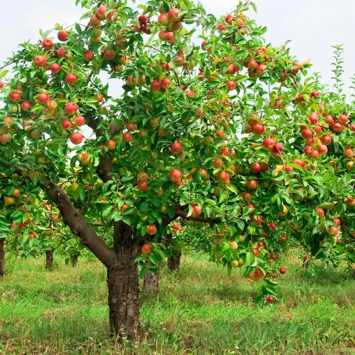 В саду где растут яблоки 2 сортов. Яблоня Фуджи дерево. Яблоня малус доместика. Яблоня плодовая Malus domestica. Яблоня Лобо (крупномеры).