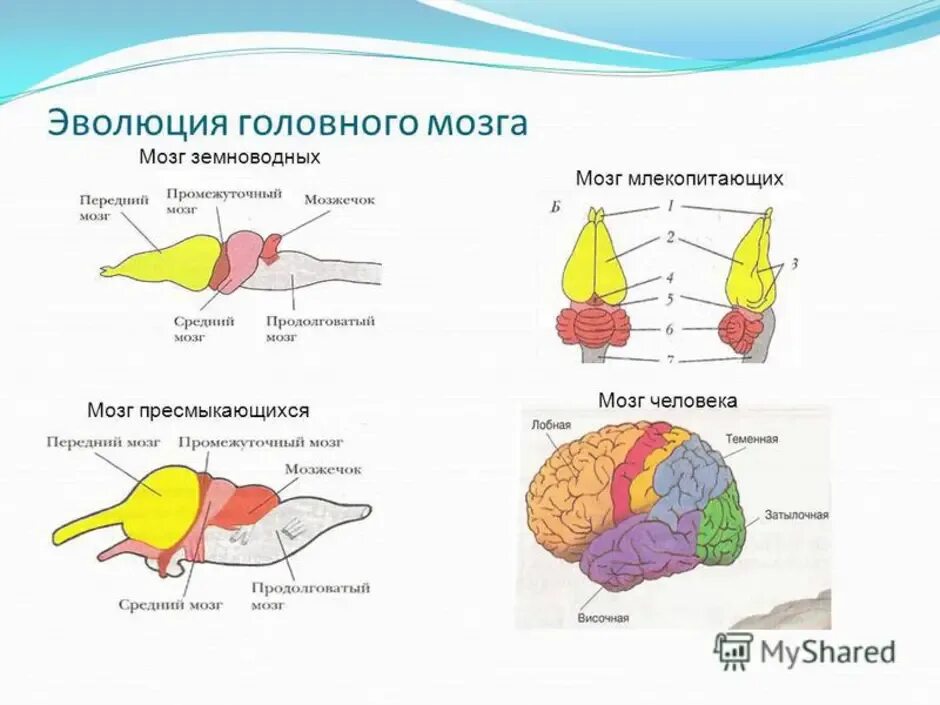 Наиболее развитые отделы головного мозга у млекопитающих. Строение отделов головного мозга млекопитающих. Схема строения головного мозга млекопитающих. Строение головного мозга хордовых. Отделы головного мозга млекопитающих рисунок.