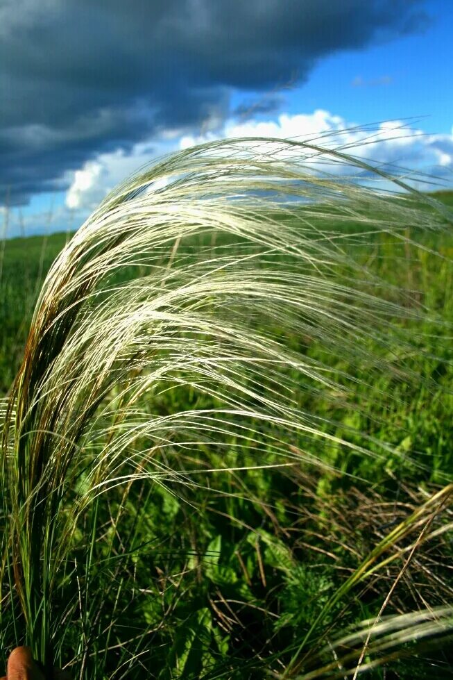 Ковыль трава Степная. Ковыль в степи. Ковыль перистый (Stipa pennata). Ковыль Луговой.