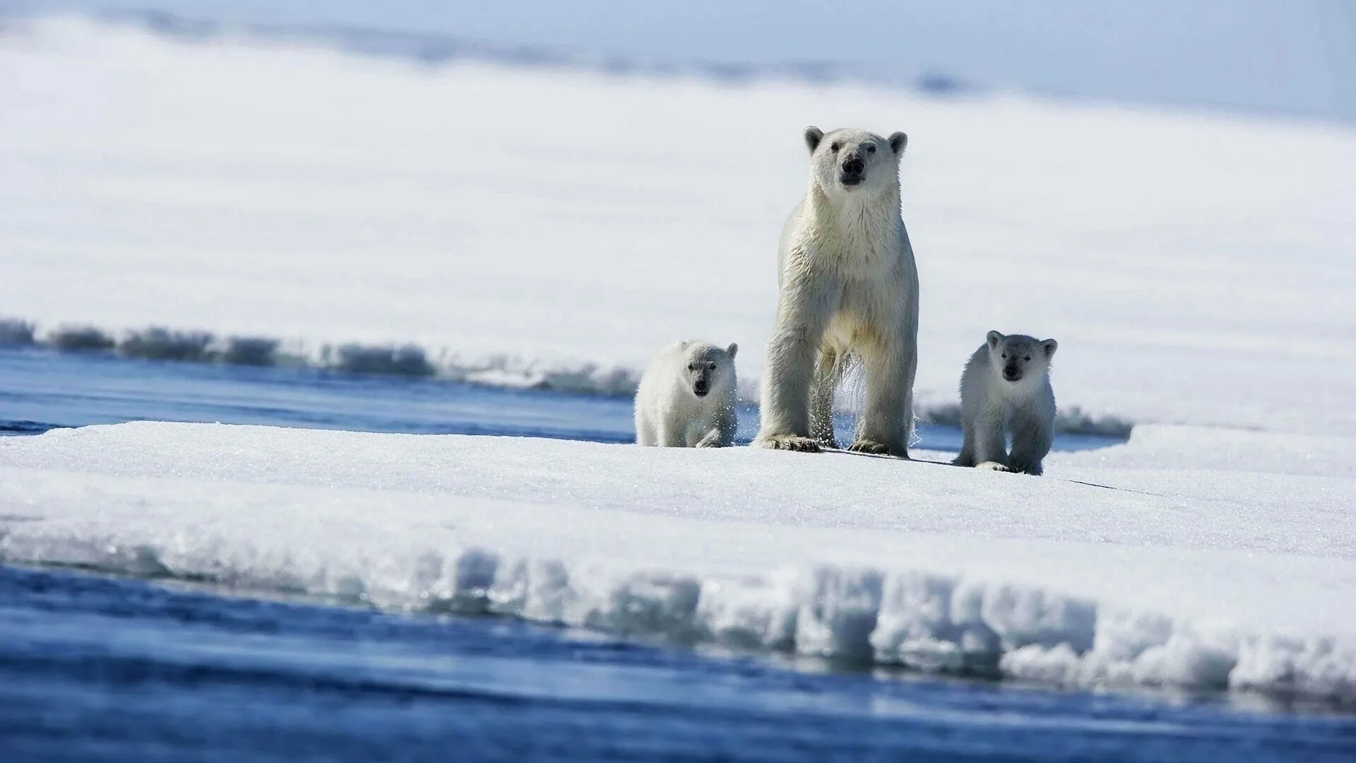 Медведи живут на севере. Белые медведи в Арктике. Арктические пустыни белый медведь. Животные арктических пустынь белый медведь. Белые медведи в Антарктиде.