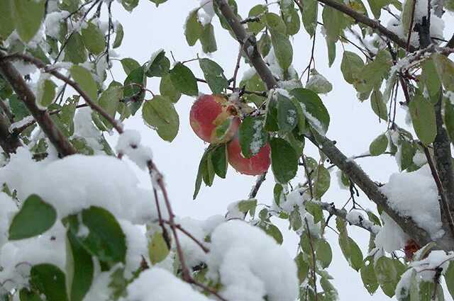 Календарь яблоня. Октябрьский снег первоначальный. Октябрьский снег. Фото яблоня с повисшими ветками.