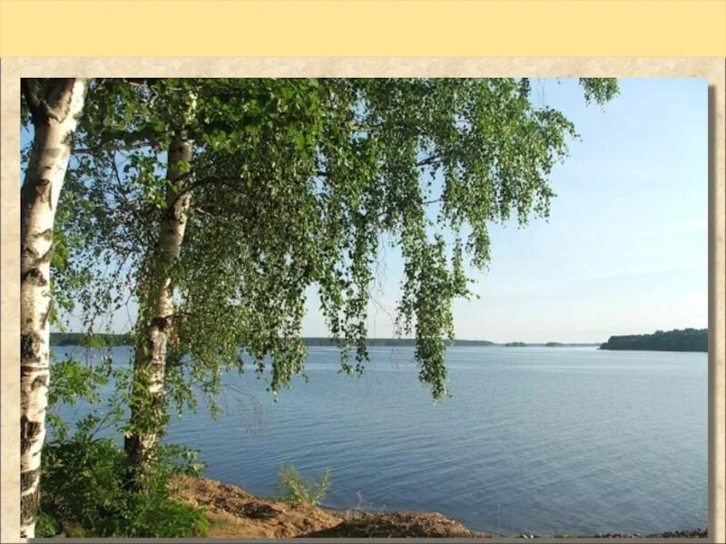 Волга река березка. Березки клязьма. Березы россии. Над березами. Костромская область березка.