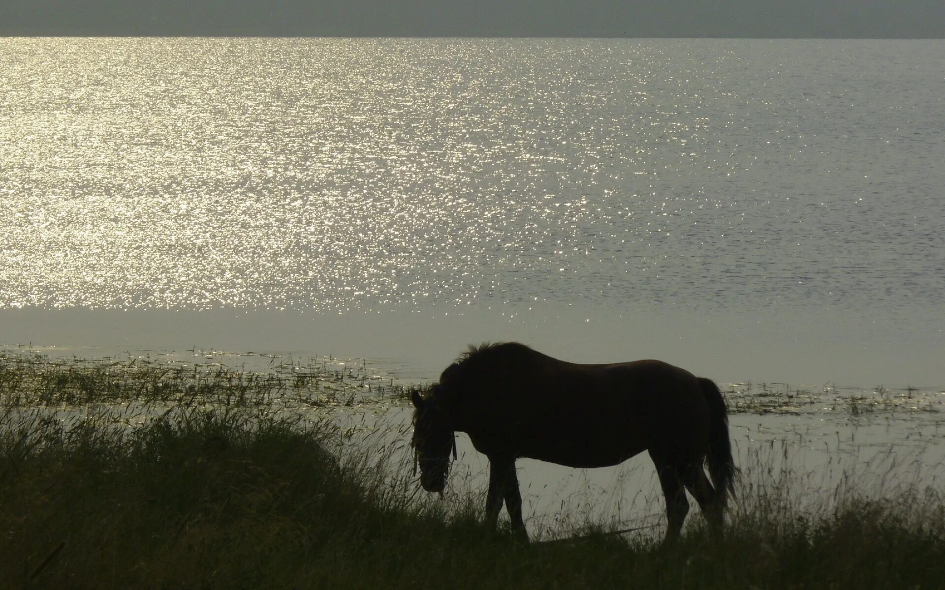 Чудесный витязь коня из реки. Лошади на водопое. Ночное пастьба лошадей. Лошади вечер лето. Кони в ночном.