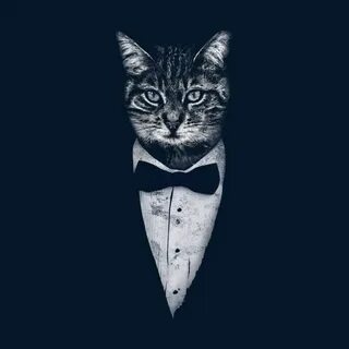 Мистер коте