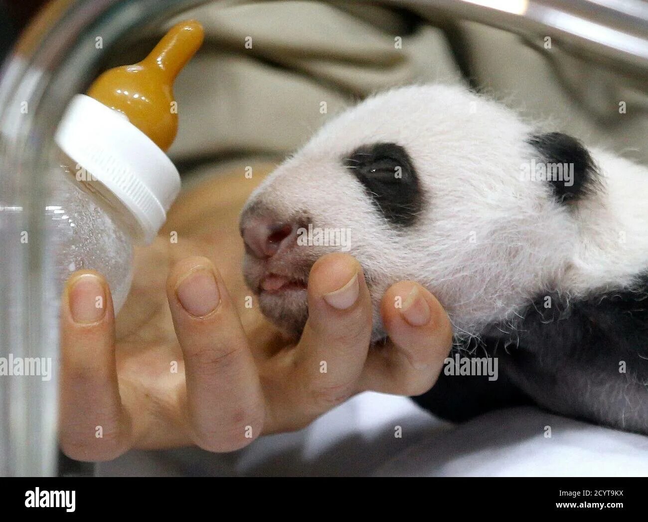 Родившийся детеныш панды. Новорожденная Панда. Новорожденные панды. Рождение панды. Рожденный детеныш панды.