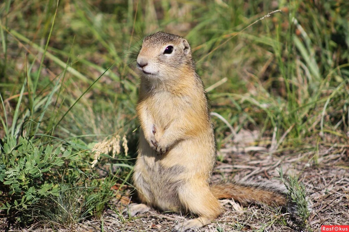 Суслик лес. Крапчатый суслик Spermophilus suslicus. Амурский длиннохвостый суслик. Суслик Эверсмана. Суслик песчаник.