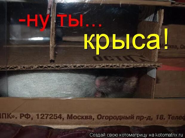 даже крысой. даже крысой. три крысы. даже крысой. крыса дамбо белая.