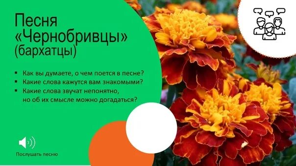 Бархотки. Районный дом культуры дубоссары. Украинские песни чернобривцы. Листья бархатцев. Украинские песни чернобривцы.