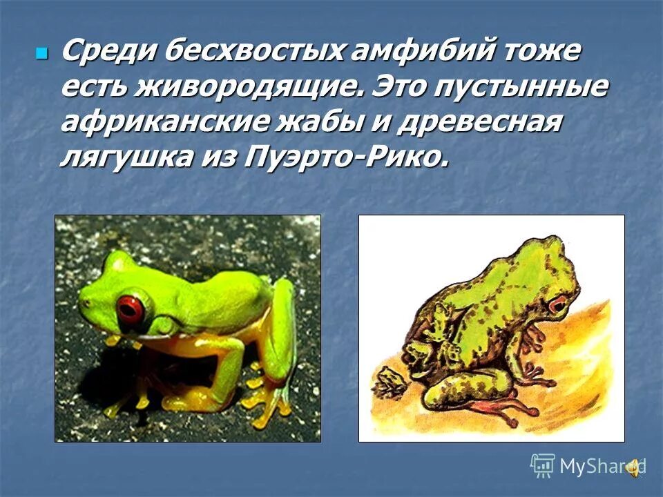 живорождение у амфибий. размножение амфибий. африканская живородящая жаба. размножение серой жабы. внешнее оплодотворение у лягушек.