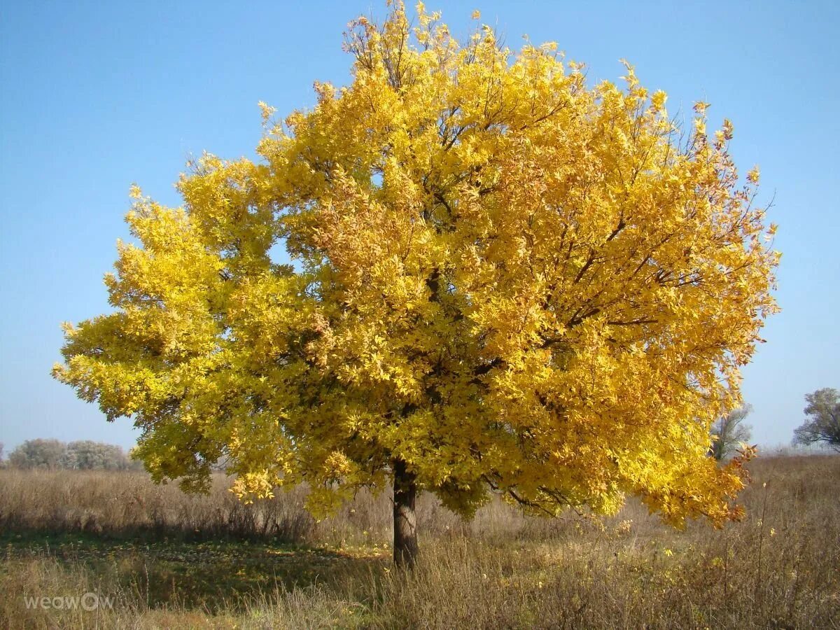 Ясно золотистый. Ясень обыкновенный Ауреа. Ясень желтокорый. Ясень пенсильванский. Ясень обыкновенный осень.