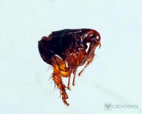 Как выглядит крысиная блоха Typhus Outbreak At City Hall Had Attorney Believing 'I Was Going To Die' CBS L