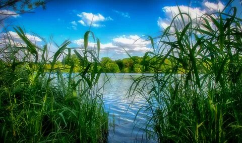 В воде в траве в небе