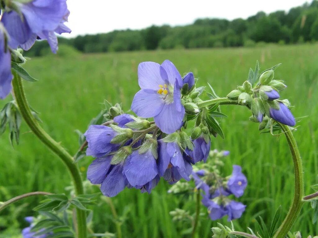 Синюха голубая - Polemonium coeruleum. Синюха голубая (Polemonium coeruleum l.). Синюха Лазурная. Синюха голубая — Polemonium caeruleum l. растение.