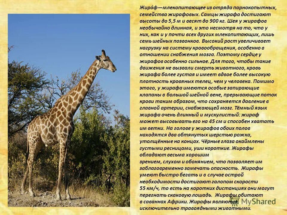 Описание жирафа на английском 5 класс. Про жирафа на английском языке. Части тела животные английский. Сведения о жирафах. Карточки вундеркинд с пеленок дикие животные.