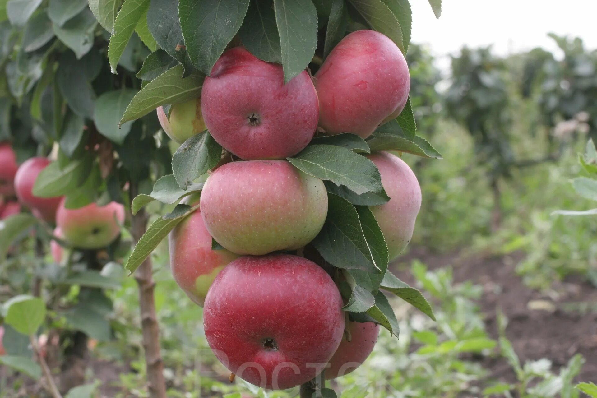Яблоня телеймон. Яблоня васюган описание сорта. Яблоня колоновидная васюган. Яблоня васюган описание сорта. Колоновидная яблоня.