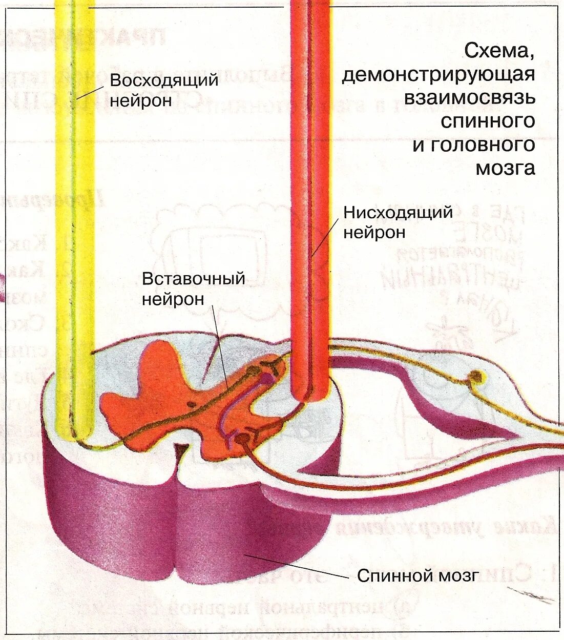 Вещество спинного мозга выполняющие проводниковую функцию. Функции спинного мозга схема. Проводниковая функция спинного мозга схема. Спинной мозг строение и функции схема. Схема проводниковой функции спинного мозга.