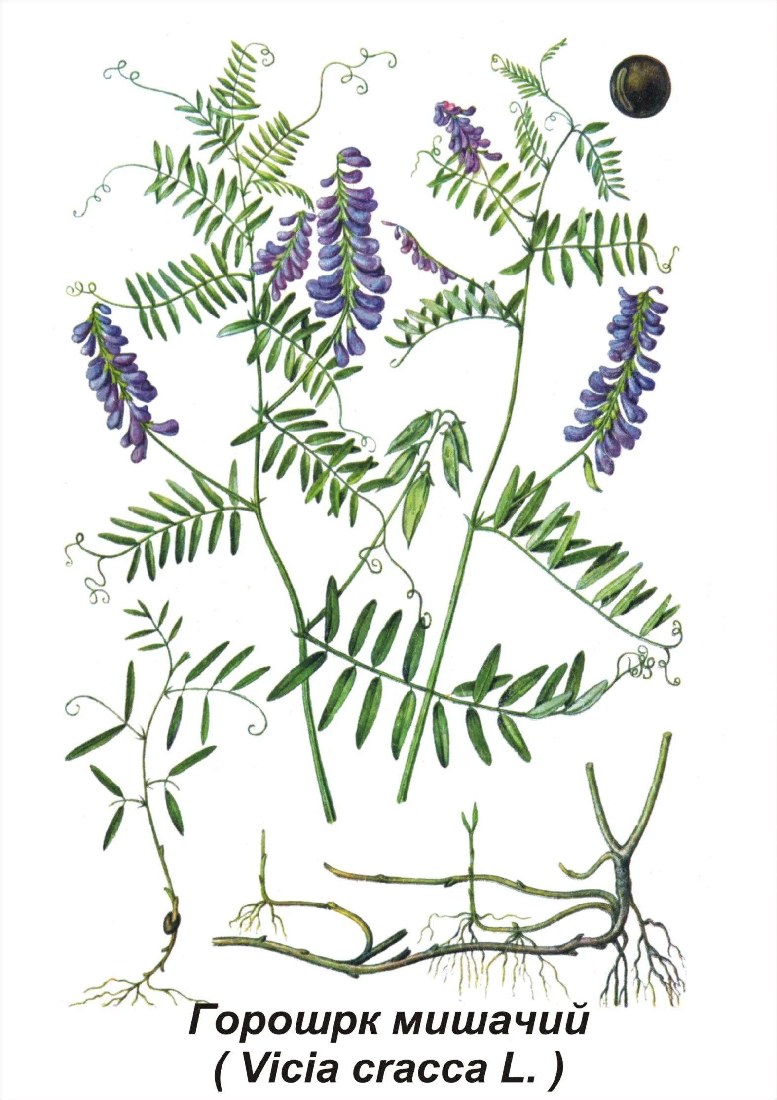 Горошек мышиный (Vicia cracca). Вика мышиный горошек. Горошек мышиный (Vicia cracca l.). Люцерна мышиный горошек. Горошек растение виды