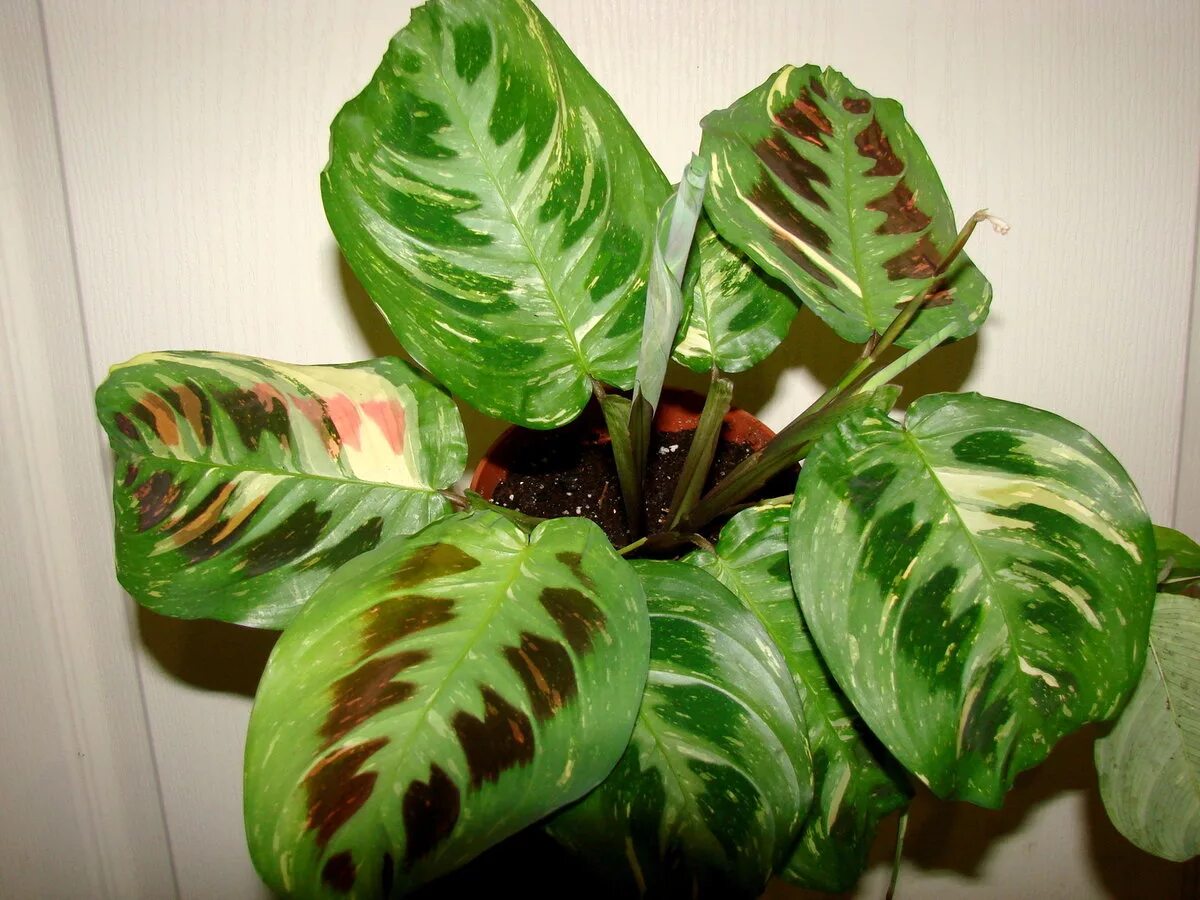 Цветы с пятнами на листьях название. Комнатные растения нецветущие зеленые листья. Маранта керховена. Кротон с красными прожилками. Аглаонема пятнистая.