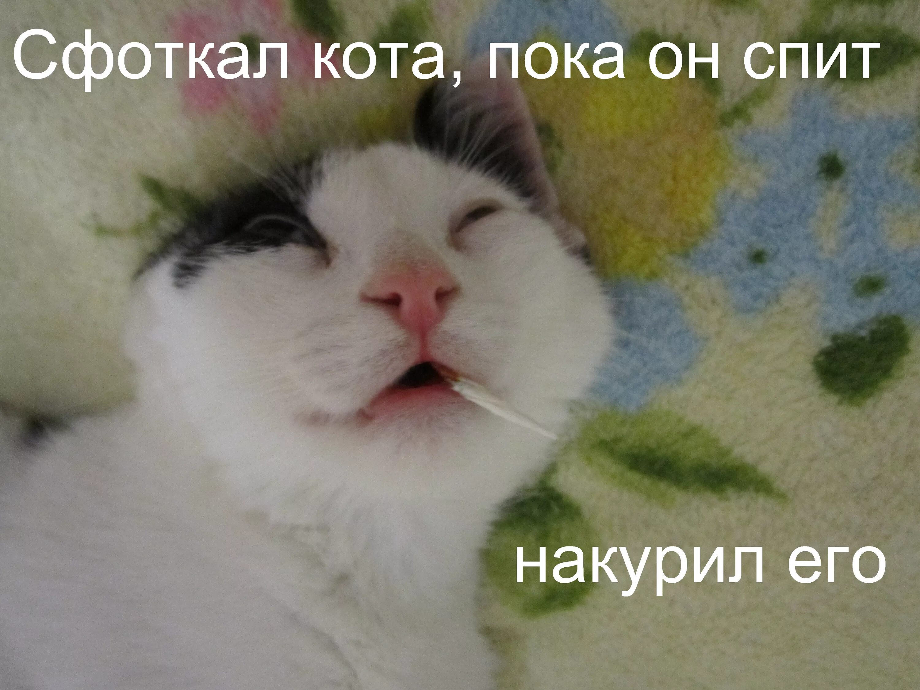 Поспите пока. Кот пока. Пока с котами. Пока пока кот.