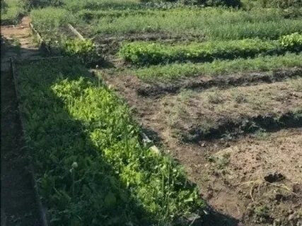 Мины участок